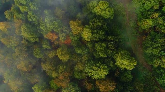 Звук журавля, какие звуки издают журавли, пение журавля / Common crane. Autumn songs смотреть онлайн