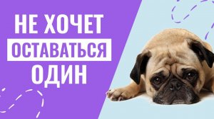 НЕ ХОЧЕТ оставаться один: Как приучить собаку оставаться дома одной?