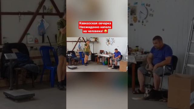 Кавказская овчарка неожиданно напала на человека, откусила пол руки смотреть онлайн