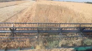 Уборка сои 2024. Просто жесть.