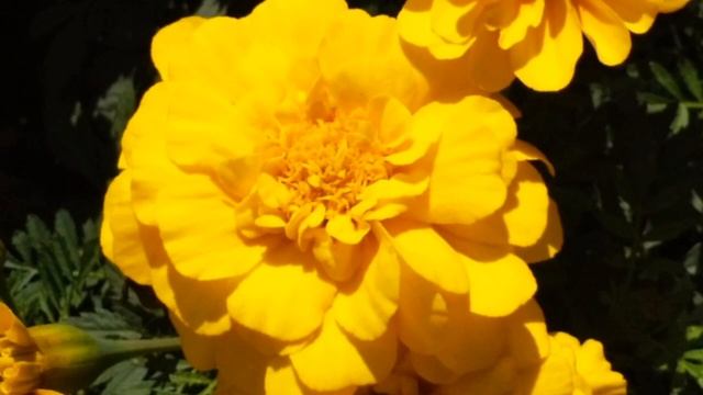 В этой огненной осени- нежных бархатцев пламя... смотреть онлайн