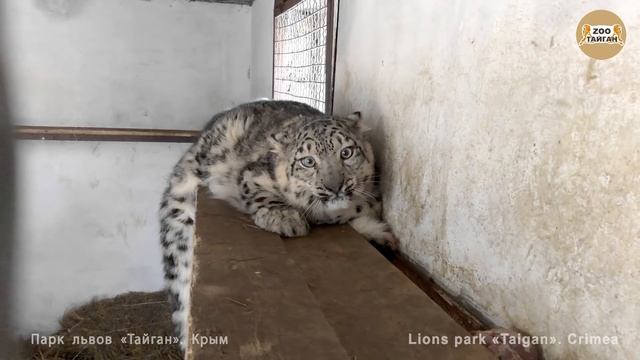 Разговоры с барсами продолжаются. Тайган. Talk with leopards continues. Taigan смотреть онлайн