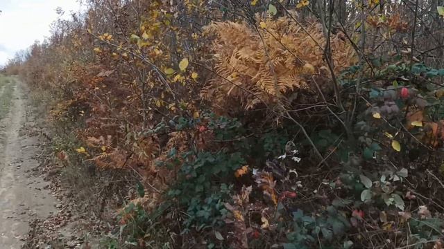 Поляна смерти - станица Шапсугская. Память о воинах оставшихся на полях сражений. смотреть онлайн