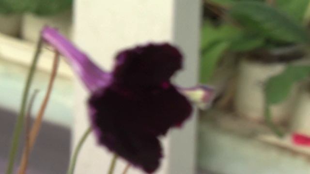 зима стрепсы Диметрис 18 декабря смотреть онлайн