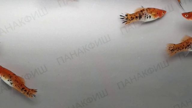 Меченосец кои санке (Xiphophorus helleri) смотреть онлайн