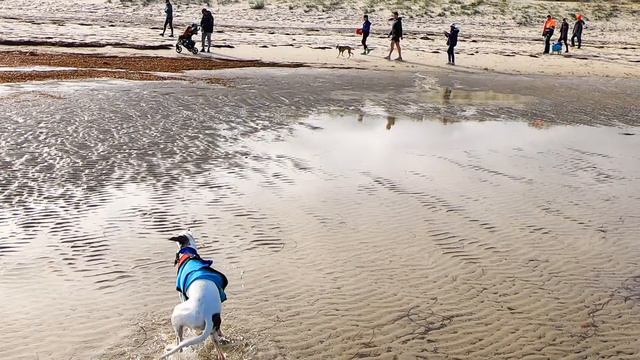 Worldwide Whippet Walk June 2019 Slowmo 15Mbps смотреть онлайн