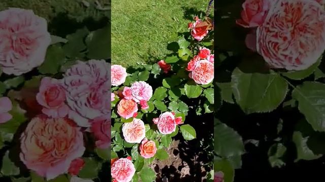 Розы Мери Энн,Аскот,Бордо,Лампион.. смотреть онлайн