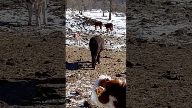 осёл горный Алтай смотреть онлайн