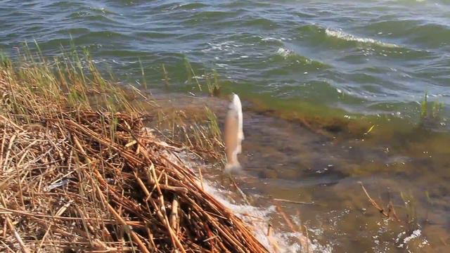Балхаш, рыбалка, жерех. Fishing смотреть онлайн