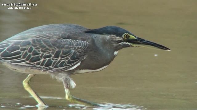 Butorides striatus Striated heron, зелёная кваква Sri Lanka смотреть онлайн