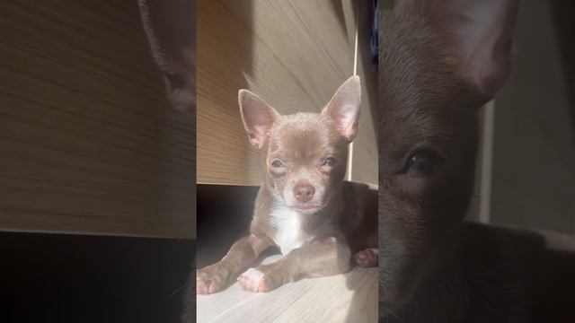 ? #щенок смотреть онлайн