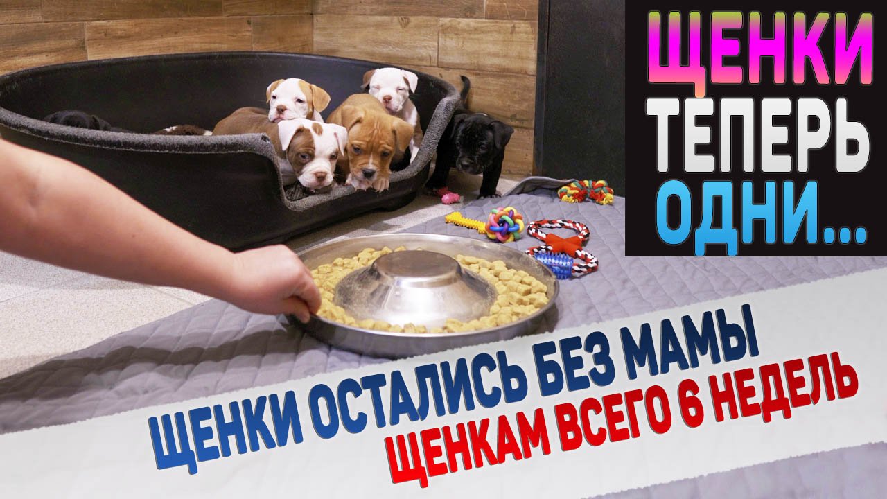 Щенки больше никогда не увидят маму! Как щенки поведут себя в новых условиях? Будут ли есть корм? смотреть онлайн