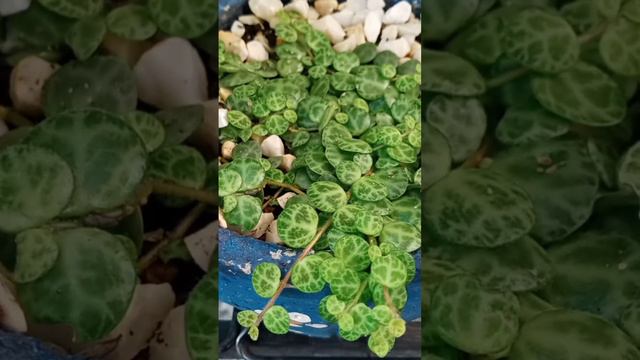 Peperômia Prostrata.