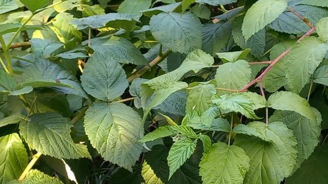 Творожное озеро - Утренний вальс смотреть онлайн