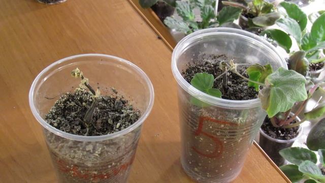 Результат укоренения пеларгоний. Обзор цветущих гераний. смотреть онлайн