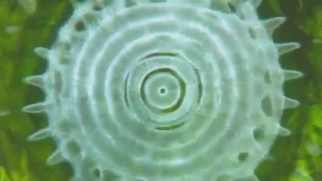 Cymatics And The Flower Of Life