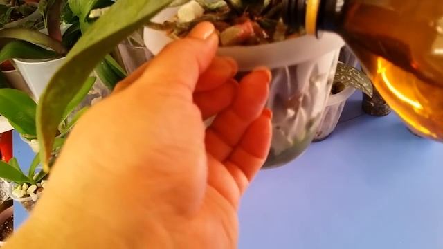 Полив ОРХИДЕЙ в керамзите.. смотреть онлайн