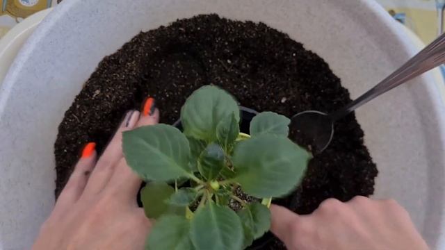 Импатиенс ампельный. Выращивание из семян от Биотехники. Перевалка импатиенса. смотреть онлайн