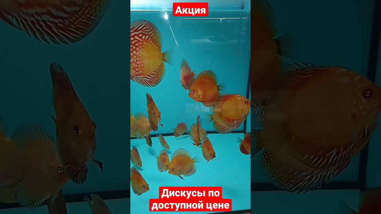 Распродажа подростков Дискусов. #дискусы #discus #fish смотреть онлайн