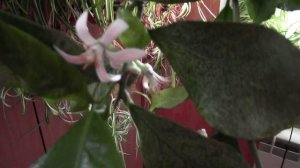 Как вырастить лимон дома?? Мой ЛИМОН Мейера?