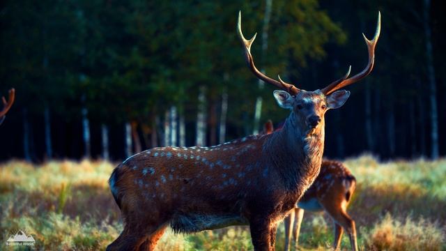 Forest 4K Nature Relaxation Film | Relaxing Music | Nature Sounds Of Jungle, Rainforest