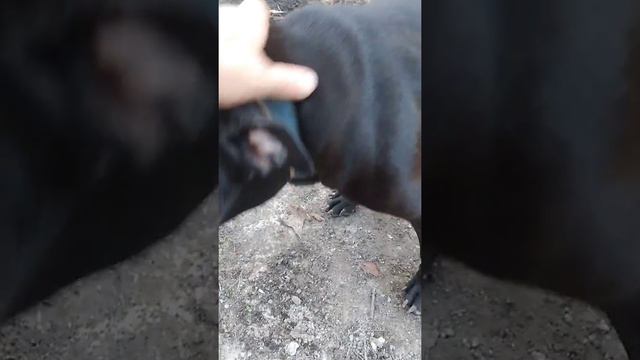 Eli Dogs are they Game? смотреть онлайн