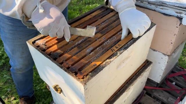 ПЕРЕЗИМОВАЛИ ЛИ ПЧЕЛЫ/ ОЧЕРЕДНОЙ ДЕВИЧНИК. ПРИЯТНОГО ПРОСМОТРА. смотреть онлайн