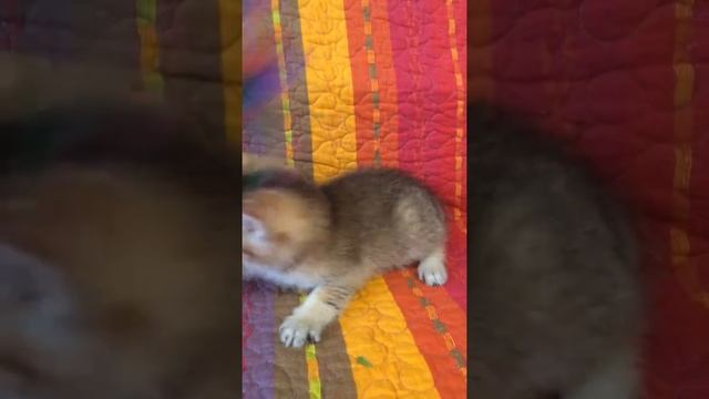 Шотландский золотой котик смотреть онлайн