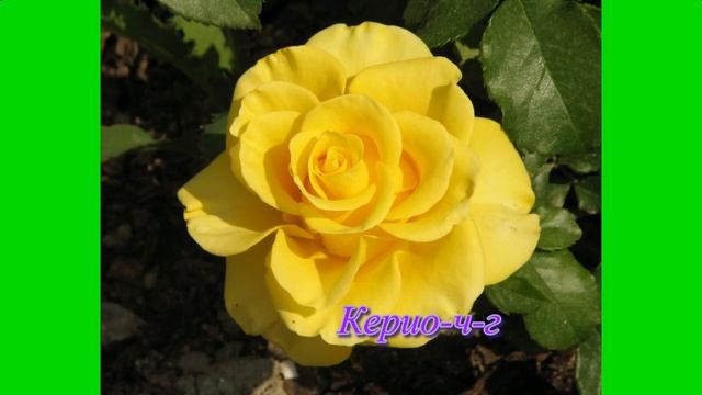 Розы Цвета Золота. Питомник роз Полины Козловой rozarium.biz смотреть онлайн