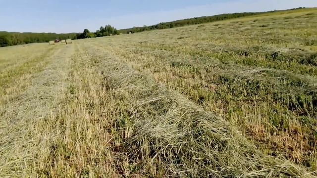 Рожь на сенаж смотреть онлайн