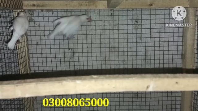 finch sun conure parrot love brid java charcol finch all brid amazing video 2023 new update video смотреть онлайн