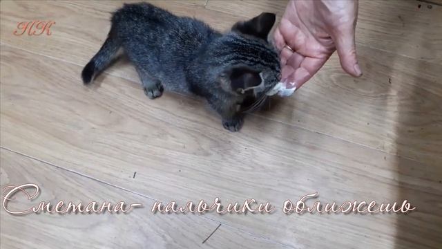 Дача. Дачные истории. Необычные дачники. Котенок Матроскин и кошка Маруся хозяйство на даче ведут смотреть онлайн