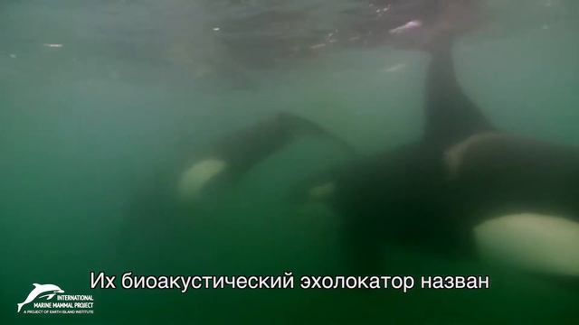 Жизнь диких дельфинов смотреть онлайн