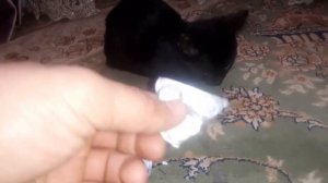 Как лечить понос у котёнка или кошки