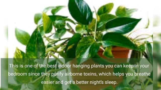 15 BEST INDOOR HANGING PLANTS FOR YOUR HOME смотреть онлайн