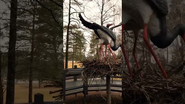 Чёрный аист - символ Брянского леса