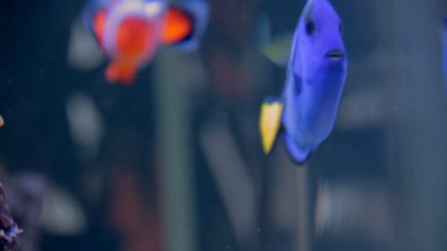 Fishies! - Canon Rebel T2i (18-135mm lens) test footage смотреть онлайн