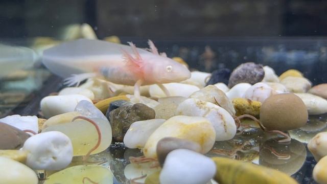Baby Albino Axolotl! Axolotl Care And Tips