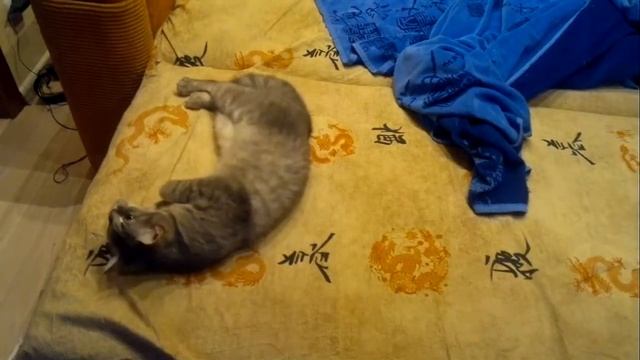 Кошка Анфиса хочет кота смотреть онлайн