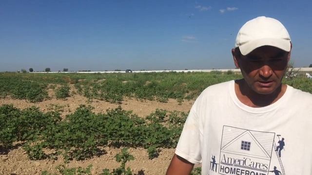 Выращивание Био Хлопка в Узбекистане смотреть онлайн