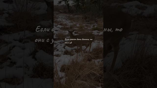 #shorts #олень #зима #банан #едят