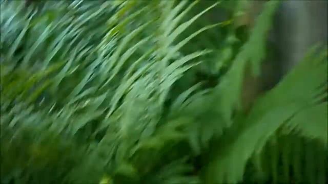 Папоротник в саду. смотреть онлайн