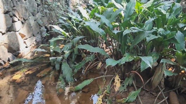 #aquaticplantgbaquafarmvengara new aquatic plant ||പുതിയ ഒരു അക്വാട്ടിക് പ്ലാന്റ് പരിചയപ്പെടാം смотреть онлайн