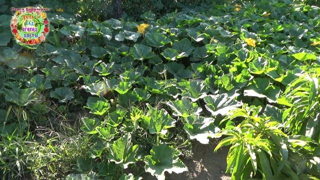 Что нужно делать, чтобы вырастить хороший урожай тыквы? смотреть онлайн