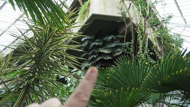THE BARBICAN CONSERVATORY + MORE HOUSE PLANT SHOPPING! смотреть онлайн