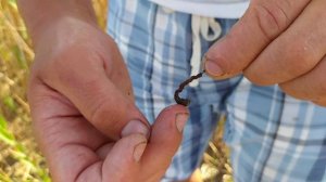 Как одевать насаживать лиманного морского червя нереис на крючек