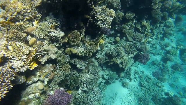 А Это Море! Снорклинг.Красное море. Египет.Шарм-эль-Шейх. Corals. Snorkelling. Red Sea. Egypt смотреть онлайн