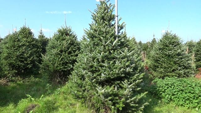 Пихта Фразера (срезанная новогодняя пихта) 22225 смотреть онлайн