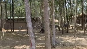 Самостоятельные путешествия.Часть 16 - Сафари парк(о.фукуок) | STEP BY STEP