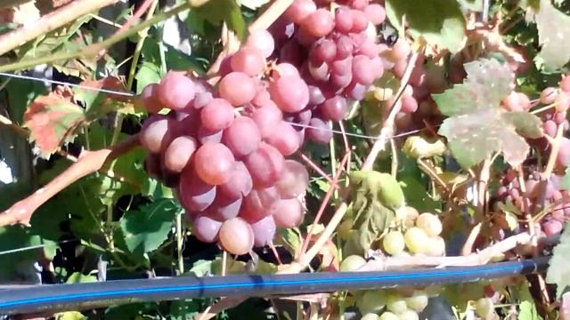 Виноград Фавор Висока Піч Житомирщина як є смотреть онлайн